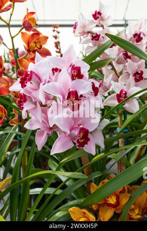 Orchid Insanity Kaylie Momo, fiori rosa maestoso Cymbidium House Plant. Blossom Halaenopsis Hyrid in Houseplant. Piano verticale, floricoltura Foto Stock