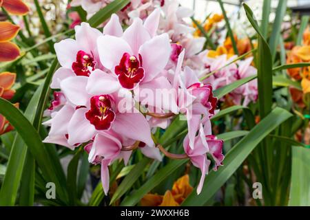 Orchid Insanity Kaylie Momo, fiori rosa maestoso Cymbidium House Plant. Blossom Halaenopsis Hyrid in Houseplant. Piano orizzontale, floricoltura Foto Stock