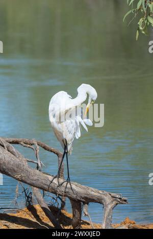 Intermediate Egret (Ardea intermedia) Preening, Ellendale Lagoon, near Fitzroy Crossing, Western Australia, WA, Australia Foto Stock