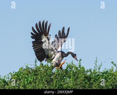 Magpie Goose (Anseranas semipalmata) in arrivo a terra, Marlgu Billabong, Wyndham, Kimberley, Australia occidentale, Washington, Australia Foto Stock