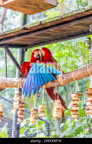 Grande pappagallo Ara Macaw blu giallo e rosso in uno zoo ornitologico Parque das Aves, parco ornitologico Brasile, cascate di Iguazu. Uccelli tropicali di piume dai colori vivaci Foto Stock