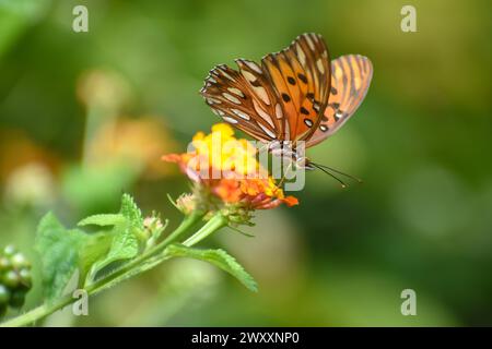Farfalla della specie Agraulis vanillae su bandiera spagnola (Lantana camara), vista a Buenos Aires, Argentina Foto Stock