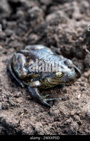 Piede comune (Pelobates fuscus), seduto sul suolo, Renania settentrionale-Vestfalia, Germania Foto Stock