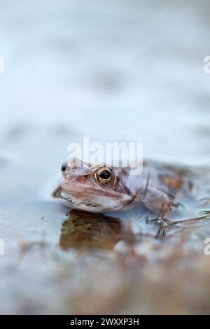 Rana di Moor (Rana arvalis), femmina nell'acqua riproduttiva, Renania settentrionale-Vestfalia, Germania Foto Stock