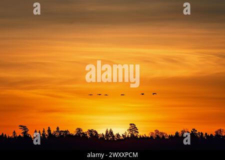 Gru (Grus grus) che volano sopra una foresta al crepuscolo Foto Stock