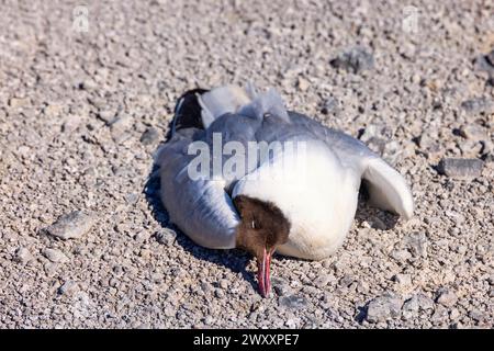 Gabbiano dalla testa nera (Chroicocephalus ridibundus) che giace morto a terra probabilmente a causa dell'influenza aviaria Foto Stock