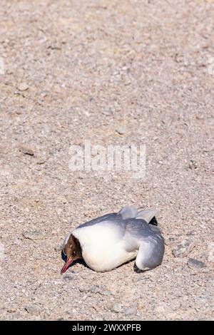 Gabbiano dalla testa nera (Chroicocephalus ridibundus) che giace morto a terra probabilmente a causa dell'influenza aviaria Foto Stock