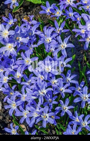 Glorie della neve (Chionodoxa), note anche come Schneeglanz e Schneestolz, Allgaeu, Svevia, Baviera, Germania Foto Stock