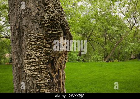 Primo piano di grandi Acer, tronco d'acero e corteccia ricoperti di funghi, crescita di funghi in primavera, Quebec, Canada Foto Stock