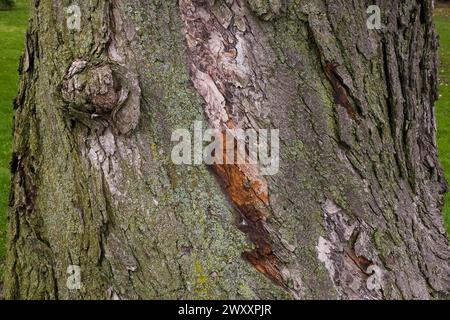 Primo piano di grandi Acer d'argento, tronco d'acero con corteccia ricoperta di Bryophyta, muschio verde e crescita di Lichen in primavera, Quebec, Canada Foto Stock