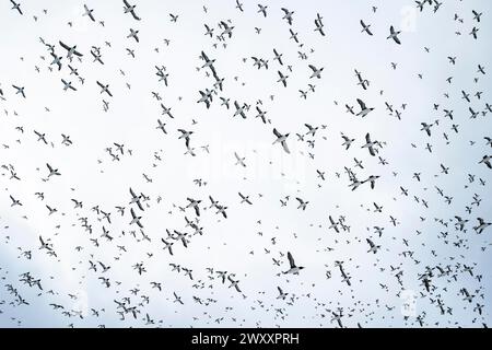 Gregge di uccelli, calunnie comuni (Uria aalge) in volo, isola di Hornoya, Hornoya, Vardo, penisola di Varanger, Troms og Finnmark, Norvegia Foto Stock