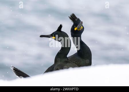 Agende comuni (Phalacrocorax aristotelis), nella neve, isola di Hornoya, Hornoya, Vardo, penisola di Varanger, Troms og Finnmark, Norvegia Foto Stock