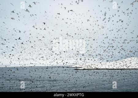 Gregge di uccelli, calunnie comuni (Uria aalge) in volo, isola di Hornoya, Hornoya, Vardo, penisola di Varanger, Troms og Finnmark, Norvegia Foto Stock