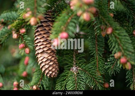 Un cono di pino bruno appeso a un ramo di conifere verde, abete d'argento, fiori maschi, Germania Foto Stock