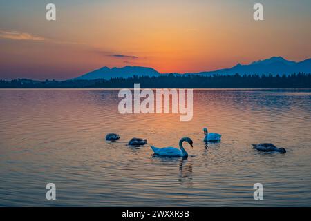 Cigni muti (Cygnus olor), alba, Hopfensee, vicino a Fuessen, Ostallgaeu, Allgaeu, alta Svevia, Svevia, Baviera, Germania Foto Stock