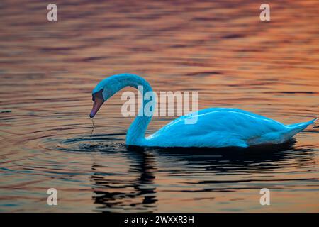 Cigno muta (Cygnus olor), alba, Hopfensee, vicino a Fuessen, Ostallgaeu, Allgaeu, alta Svevia, Svevia, Baviera, Germania Foto Stock
