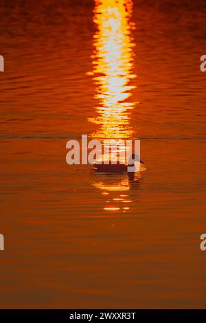 Mallard (Anas platyrhynchos), alba, Hopfensee, vicino Fuessen, Ostallgaeu, Allgaeu, alta Svevia, Svevia, Baviera, Germania Foto Stock