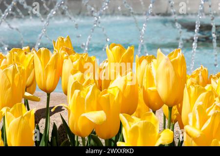 Casinò di Monaco, Place du Casino, Monte Carlo, Principato di Monaco, primo piano soleggiato di vividi tulipani gialli di fronte a fontane gorgoglianti Foto Stock