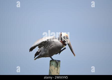Un pellicano marrone orientale è appollaiato su un palo di legno, il piede sinistro sollevato, le ali leggermente rialzate, il collo curvato, che si affaccia direttamente sul cielo blu. Foto Stock