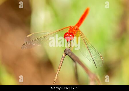 Diplacodes haematodes, il percorro scarlatto, è una specie di libellula della famiglia Libellulida. È localmente comune negli habitat con esposizioni calde e soleggiate Foto Stock