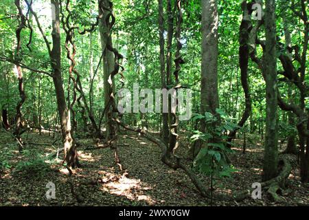 Paesaggio di una parte della foresta di pianura, dove si vedono le vigne di liana nella riserva naturale di Tangkoko, un habitat protetto per il macaco crestato (Macaca nigra) nella provincia del Sulawesi settentrionale in Indonesia. Il cambiamento climatico sta alterando le nicchie ambientali, facendo sì che le specie cambino la loro gamma di habitat mentre tracciano la loro nicchia ecologica, il che potrebbe essere uno svantaggio in termini di gestione efficace della biodiversità, secondo Nature Climate Change. "Il cambiamento climatico e le malattie stanno emergendo minacce per i primati, e circa un quarto delle gamme di primati hanno temperature superiori a quelle storiche", ha aggiunto... Foto Stock