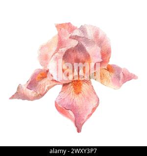 Illustrazione di fiori di acquerello botanico. Fiori estivi. Vintage. Gli Iris reali sono piccanti. Elementi isolati su sfondo bianco. Foto Stock