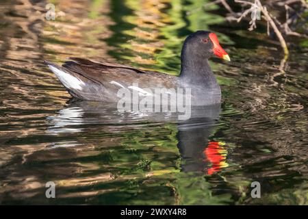 Comune Gallinule adulto che nuota nella palude. Emily Renzel Wetlands, Santa Clara County, California, Stati Uniti. Foto Stock