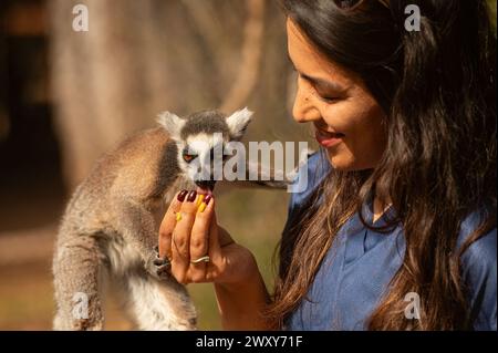 Lemuri carini e divertenti nello zoo che mangiano frutta dalle mani della donna che si prende cura di loro. Lemur catta Foto Stock