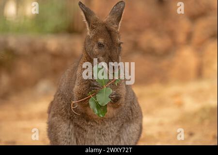 Il canguro si nutre di una foglia di albero. Foto Stock