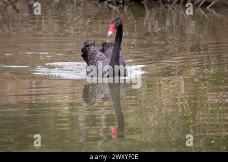 il cigno nero ha le piume nere orlate con il bianco sulla sua parte posteriore ed è tutto nero sulla testa e sul collo. Ha un becco rosso con una striscia bianca e una e rossa Foto Stock