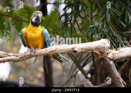 Le penne posteriori e superiori del blu e dell'oro macaw sono blu brillante; il lato inferiore della coda è giallo oliva. Foto Stock