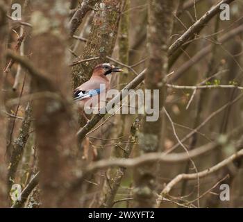 Uccello eurasiatico jay arroccato su un albero nella foresta, con un fagiolo di mais nel becco Foto Stock