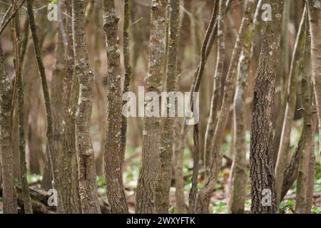 Foto boschive densa di carpini con teleobiettivo e messa a fuoco selettiva Foto Stock
