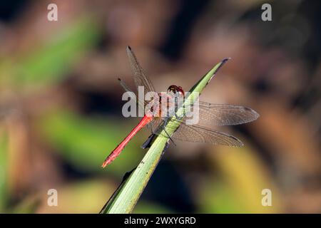 Dragonfly, Ruddy darter (sympetrum sanguineum) Foto Stock