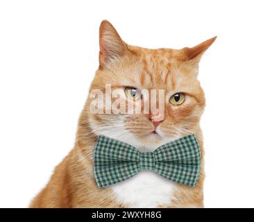 Adorabile gatto rosso con papillon su sfondo bianco Foto Stock