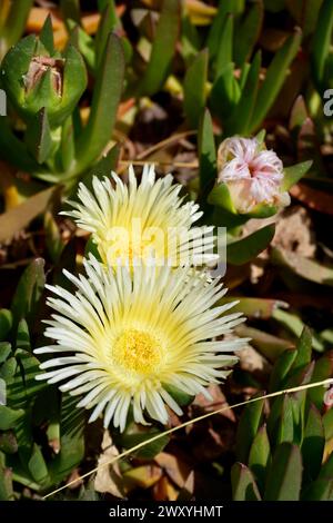 Bellissimo Iceplant Yellow Freeway (Carpobrotus Edulis) Foto Stock