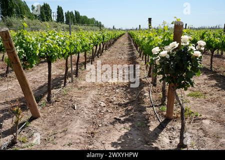 Uve coltivate su viti in un vigneto a Mendoza, Argentina. Boccole di rose piantate per rilevare eventuali cambiamenti nella qualità del suolo. Foto Stock