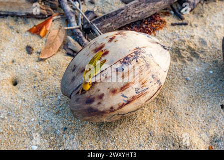 Un seme di buccia di cocco (Cocos nucifera) lavato sulle sabbie bianche di Wonga Beach nel North Queensland, Australia, sta cominciando a germinare Foto Stock