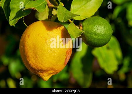 Limoni organici della Francia sudorientale. I limoni non trattati presentano difetti sulla buccia. Vengono raccolte in estate e in inverno, secondo una fase a due fasi Foto Stock