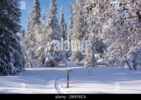 Piste da sci di fondo che attraversano un'idilliaca foresta invernale con alberi innevati Foto Stock