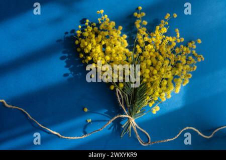 Vista dall'alto dei fiori di mimosa gialli legati a spago su uno sfondo blu con ombre tenui. Foto Stock