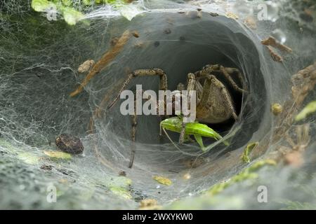 Ragno in attesa di preda all'interno del suo intricato tunnel tra foglie e detriti Foto Stock