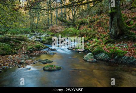 Un sereno torrente si snoda attraverso la verdeggiante riserva Muniellos in Galizia, adornata da pietre muschiate e un pizzico di foglie cadute Foto Stock