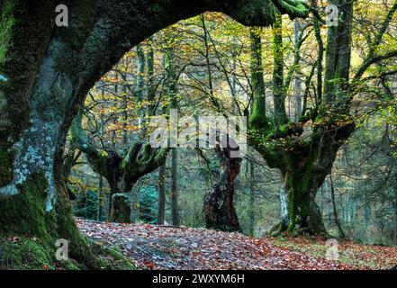 Antichi faggi con tronchi ricoperti di muschio a Ozarreta, che si ergono come sentinelle senza tempo della foresta Foto Stock