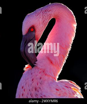 Primo piano della testa e del collo di un Common flamingo su uno sfondo scuro, che mostra le sue vivaci piume rosa e il caratteristico occhio rosso. Foto Stock