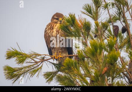 Un attento raptor riposa tra i rami di pino di Lleida, con uno sguardo acuto che percorre il campo circostante Foto Stock