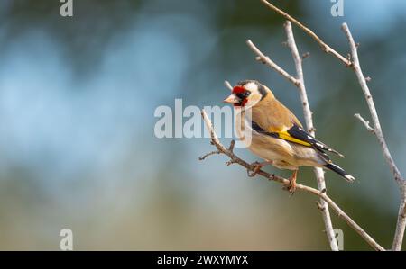 Uno straordinario Goldfinch europeo si trova elegantemente su un ramo, con il suo vivace volto rosso che contrasta splendidamente con lo sfondo blu sfocato Foto Stock