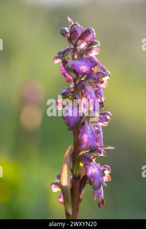 Un primo piano di un'orchidea selvaggia Barlia robertiana con gocce di rugiada nella luce soffusa del mattino, catturata nei paesaggi naturali di Malaga Foto Stock