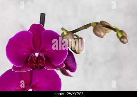 Orchidea viola decorativa con fiori in erba su sfondo grigio/bianco ad alta risoluzione e orientamento orizzontale Foto Stock
