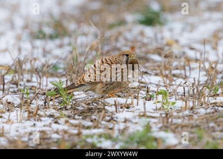 European Kestrel, Eurasian Kestrel, Old World Kestrel, Common Kestrel (Falco tinnunculus), femmina appollaiata con topo da campo catturato nel disegno di legge in A. Foto Stock